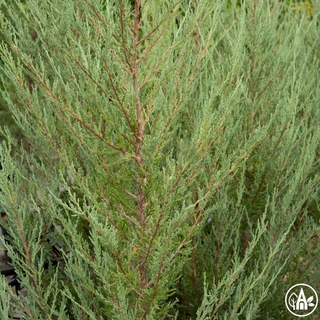 Ялівець скельний ‘Blue Arrow’ / Juniperus scopulorum ‘Blue Arrow’