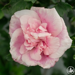 Гібіск сирійський 'Pink Chiffon' / Hibiscus syriacus 'Pink Chiffon'