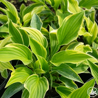 Функія гібридна 'Stiletto' / Hosta hybrida 'Stiletto'