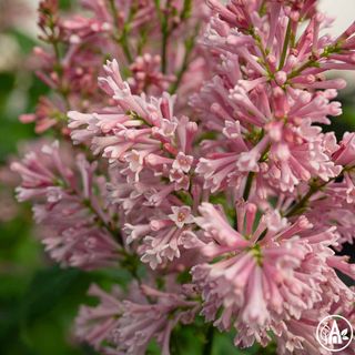 Бузок 'Pinktini' / Syringa 'Pinktini'