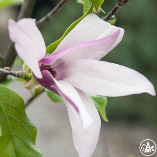 Маґнолiя суланжа / Magnolia soulangeana