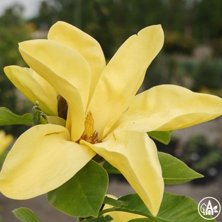 Маґнолія 'Daphne' / Magnolia 'Daphne'