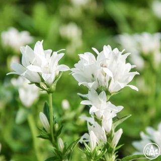 Дзвоники купчасті 'Alba' / Campanula glomerata 'Alba'