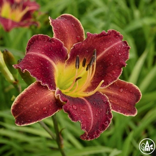 Лілійник гібридний 'Purple Waters' / Hemerocallis hybrida 'Purple Waters'