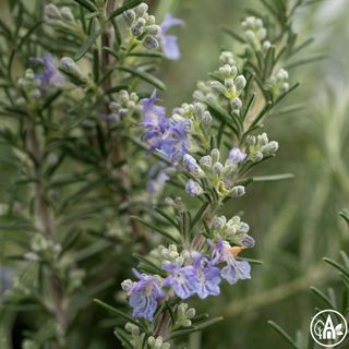 Розмарин лікарський ‘Prostratus’ / Rosmarinus officinalis ‘Prostratus’
