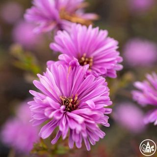 Айстра кущова бузкова / Aster dumosus lilac