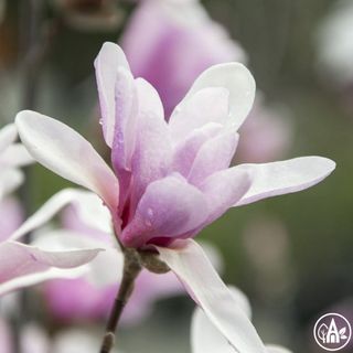 Маґнолiя зірчаста 'Leonard Messel' / Magnolia stellata 'Leonard Messel'