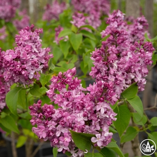 Бузок звичайний ‘Boghdan Khmelnytskyi’ / Syringa vulgaris ‘Boghdan Khmelnytskyi’