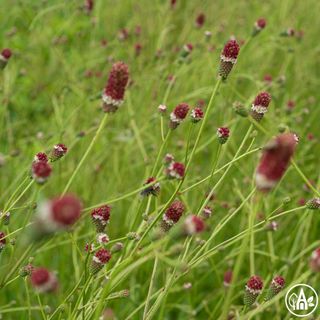 Родовик тонколистий / Sanguisorba tenuifolia