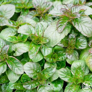 М'ята яблучна / Mentha