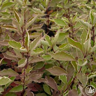 Дерен білий 'Elegantissima' / Cornus alba 'Elegantissima'