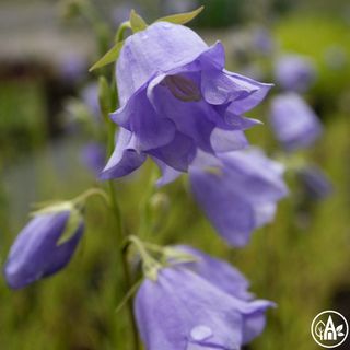Дзвоники персиколисті ‘Takion Blue’ / Campanula persicifolia ‘Takion Blue’