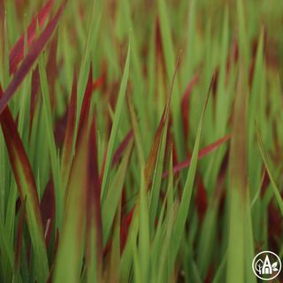 Імперата циліндрична ‘Red Baron’ / Imperata cylindrica ‘Red Baron’