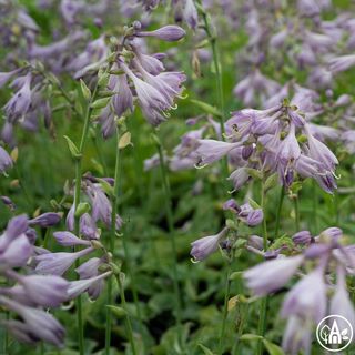 Функія блакитна / Hosta blakytna