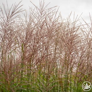 Міскантус китайський ‘Gross Fontane’ / Miscanthus sinensis ‘Gross Fontane’
