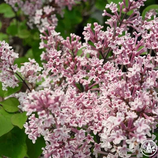 Бузок дрібнолистий 'Superba' / Syringa microphylla 'Superba'