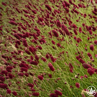Родовик лікарський ‘Red Thunder’ / Sanguisorba officinalis ‘Red Thunder’