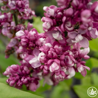Бузок звичайний ‘Etoite de Mai’ / Syringa vulgaris ‘Etoite de Mai’