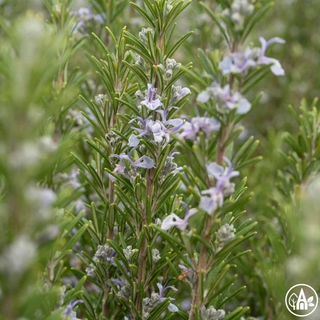 Розмарин лікарський 'Tuscan Blue' / Rosmarinus officinalis 'Tuscan Blue'
