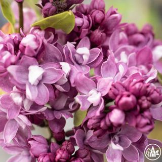 Бузок звичайний ‘Vohni Donbasu’ / Syringa vulgaris ‘Vohni Donbasu’