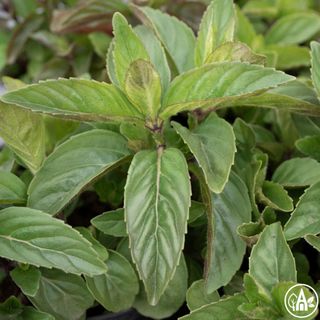М’ята перцева грейпфрутова / Mentha piperita Grapefruit Minta