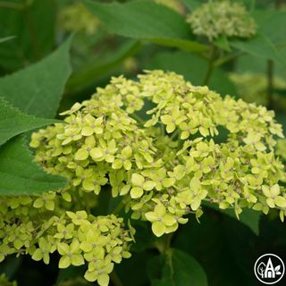 Гортензія деревовидна 'Lime Rickey' / Hydrangea arborescens 'Lime Rickey'