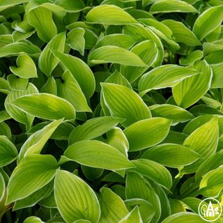 Функія гібридна 'Country Mouse' / Hosta hybrida 'Country Mouse'