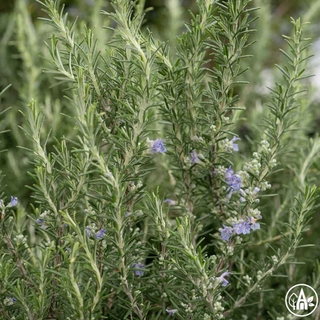 Розмарин лікарський 'Blu Cascade' / Rosmarinus officinalis 'Blu Cascade'