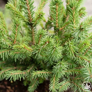 Ялина звичайна 'Maxwellii' / Picea abies 'Maxwellii'