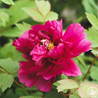 Півонія кущова 'Black Dragon Holds a Splendid Flower' / Paeonia suffruticosa 'Black Dragon Holds a Splendid Flower'