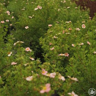 Перстач кущовий 'Pink Beauty' / Potentilla fruticosa 'Pink Beauty'