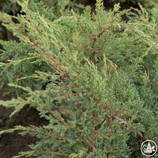 Ялівець лускатий ‘Holger’ / Juniperus squamata ‘Holger’