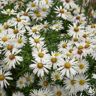 Айстра новобельгійська ‘White Ladies’ / Aster novi-belgii ‘White Ladies’