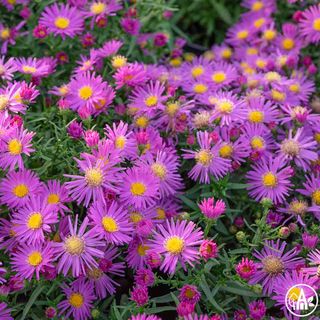 Айстра осіння ‘Alise Haslаm’ / Aster tongolensis ‘Alise Haslаm’