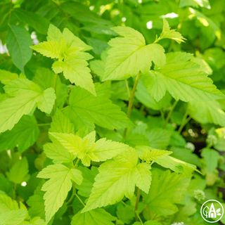 Бульбашник калинолистий 'Luteus' / Physocarpus opulifolius 'Luteus'