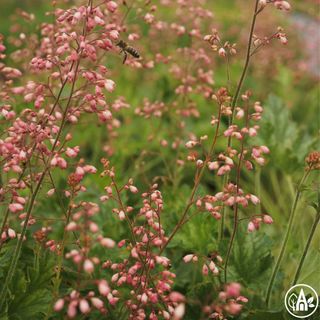 Гейхера гібридна ‘Berry Timeless’ / Heuchera hybride ‘Berry Timeless’