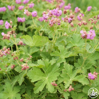 Журавець великокореневищний / Geranium macrorrhizum