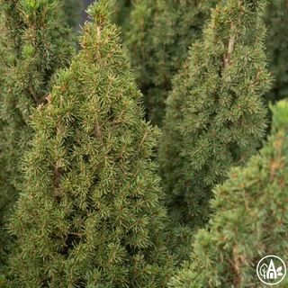 Ялина канадська 'Zuckerhut' / Picea glauca 'Zuckerhut' 