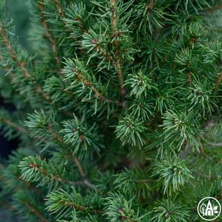Ялина канадська ‘Conica’ / Picea glauca ‘Conica’