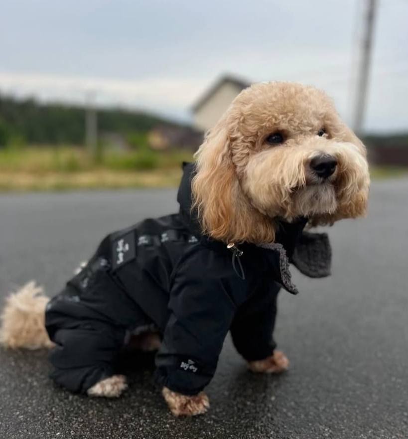 Digi Dog Зимовий комбінезон в Асортименті